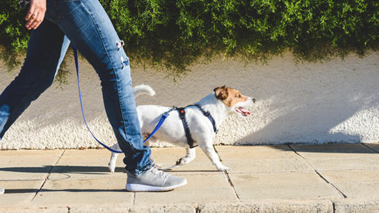 Dog On Walk