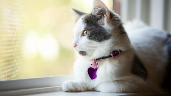 Cat On Windowsill