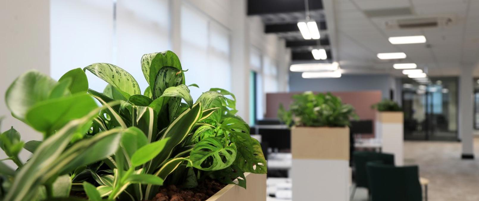 Clifton Place Plants In Office