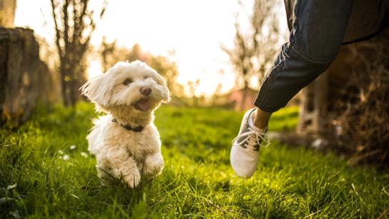 Dog Running On Grass