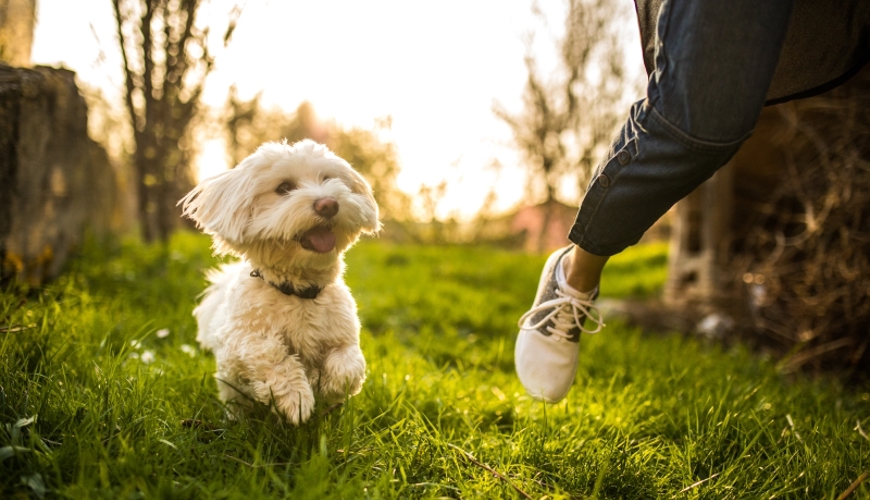 Dog Running On Grass