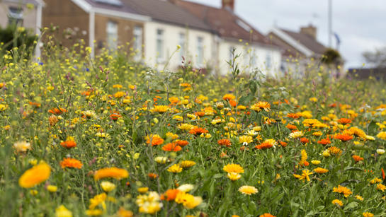 Roadside Wild Flowers