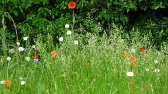 May Hill Flowers